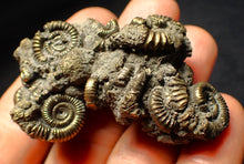 Load image into Gallery viewer, Large full pyrite multi-ammonite fossil (61 mm)
