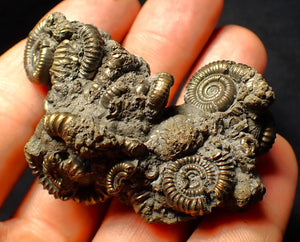 Large full pyrite multi-ammonite fossil (61 mm)