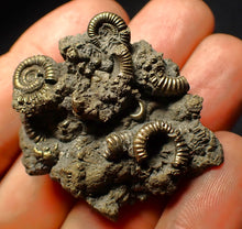 Load image into Gallery viewer, Full pyrite multi-ammonite fossil (45 mm)
