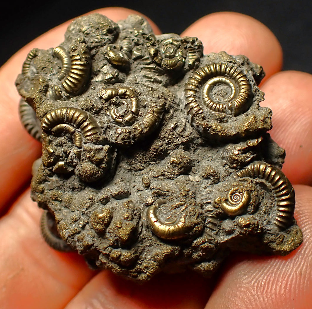 Full pyrite multi-ammonite fossil (45 mm)