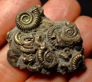 Full pyrite multi-ammonite fossil (36 mm)