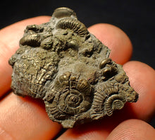 Load image into Gallery viewer, Full pyrite multi-ammonite fossil (36 mm)
