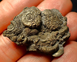 Full pyrite multi-ammonite fossil (36 mm)