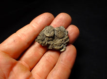 Load image into Gallery viewer, Full pyrite multi-ammonite fossil (36 mm)

