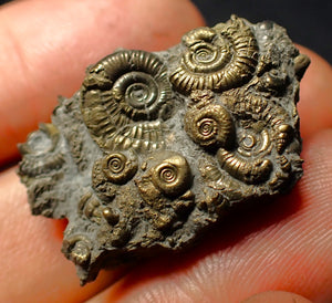 Full pyrite multi-ammonite fossil (31 mm)