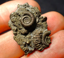 Load image into Gallery viewer, Full pyrite multi-ammonite fossil (31 mm)
