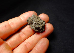 Full pyrite multi-ammonite fossil (31 mm)