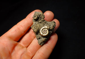 Pyrite Eoderoceras multi-ammonite fossil (52 mm)