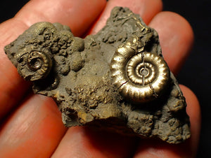 Pyrite Eoderoceras multi-ammonite fossil (52 mm)