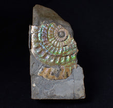 Load image into Gallery viewer, Green iridescent Caloceras display ammonite fossil 55mm
