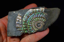 Load image into Gallery viewer, Green iridescent Caloceras display ammonite fossil 55mm
