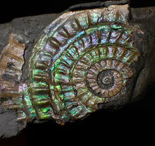 Load image into Gallery viewer, Green iridescent Caloceras display ammonite fossil 55mm
