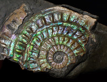 Load image into Gallery viewer, Green iridescent Caloceras display ammonite fossil 55mm
