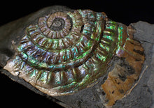 Load image into Gallery viewer, Green iridescent Caloceras display ammonite fossil 55mm

