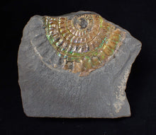Load image into Gallery viewer, Green iridescent Caloceras display ammonite fossil 53mm
