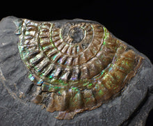 Load image into Gallery viewer, Green iridescent Caloceras display ammonite fossil 53mm
