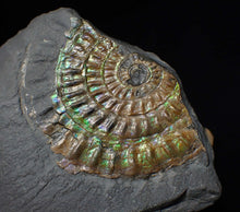 Load image into Gallery viewer, Green iridescent Caloceras display ammonite fossil 53mm
