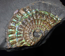 Load image into Gallery viewer, Green iridescent Caloceras display ammonite fossil 53mm
