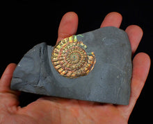 Load image into Gallery viewer, Rainbow iridescent Caloceras display ammonite fossil 45mm
