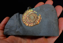 Load image into Gallery viewer, Rainbow iridescent Caloceras display ammonite fossil 45mm
