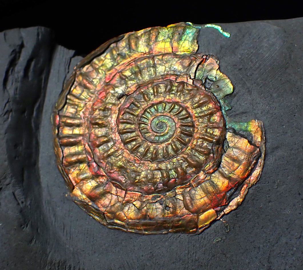 Rainbow iridescent Caloceras display ammonite fossil 45mm