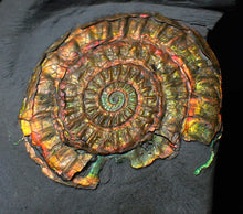 Load image into Gallery viewer, Rainbow iridescent Caloceras display ammonite fossil 45mm
