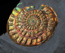 Load image into Gallery viewer, Rainbow iridescent Caloceras display ammonite fossil 45mm
