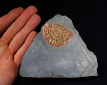Load image into Gallery viewer, Red &amp; gold iridescent Caloceras display ammonite fossil 51mm
