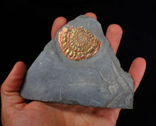 Load image into Gallery viewer, Red &amp; gold iridescent Caloceras display ammonite fossil 51mm
