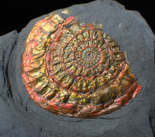 Load image into Gallery viewer, Red &amp; gold iridescent Caloceras display ammonite fossil 51mm
