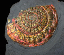 Load image into Gallery viewer, Red &amp; gold iridescent Caloceras display ammonite fossil 51mm
