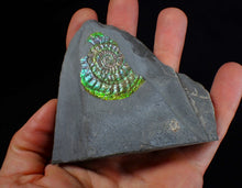Load image into Gallery viewer, Green &amp; blue iridescent Caloceras display ammonite fossil 42mm
