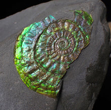 Load image into Gallery viewer, Green &amp; blue iridescent Caloceras display ammonite fossil 42mm
