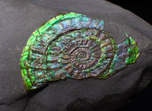 Load image into Gallery viewer, Green &amp; blue iridescent Caloceras display ammonite fossil 42mm
