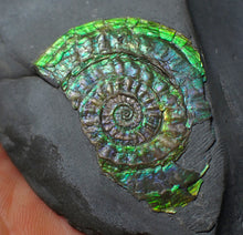 Load image into Gallery viewer, Green &amp; blue iridescent Caloceras display ammonite fossil 42mm
