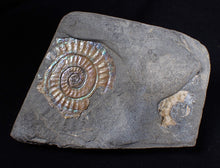 Load image into Gallery viewer, Iridescent green/blue multi-Caloceras display ammonite fossil
