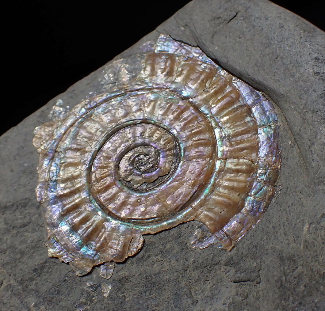 Iridescent green/blue multi-Caloceras display ammonite fossil