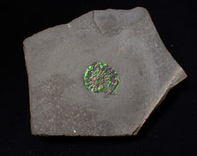 Load image into Gallery viewer, Juvenile green iridescent Caloceras display ammonite fossil 19mm
