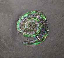 Load image into Gallery viewer, Juvenile green iridescent Caloceras display ammonite fossil 19mm
