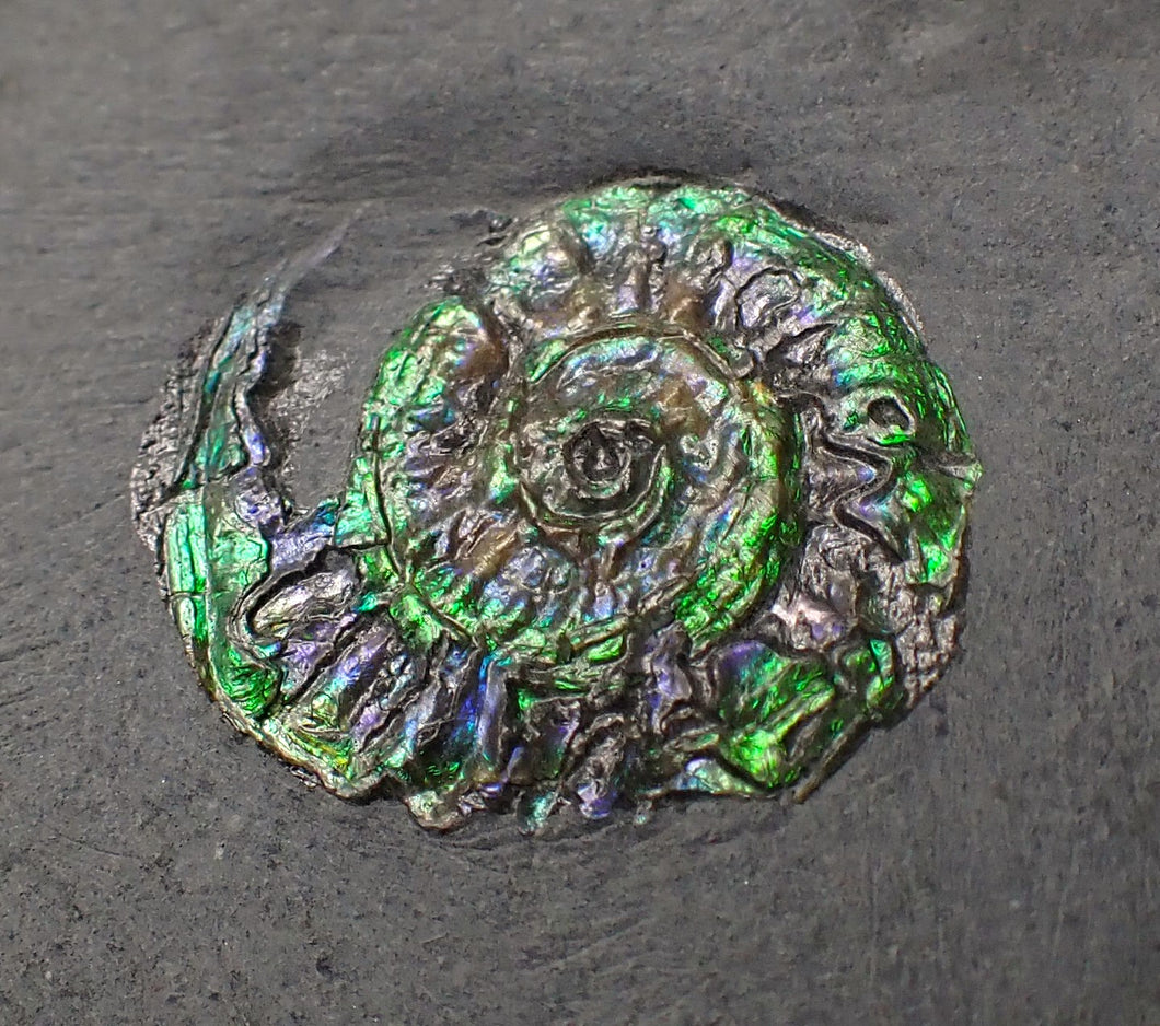 Juvenile green iridescent Caloceras display ammonite fossil 19mm