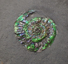 Load image into Gallery viewer, Juvenile green iridescent Caloceras display ammonite fossil 19mm
