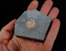 Load image into Gallery viewer, Juvenile red iridescent Caloceras display ammonite fossil 18mm

