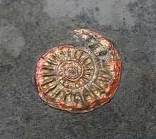 Load image into Gallery viewer, Juvenile red iridescent Caloceras display ammonite fossil 18mm
