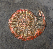 Load image into Gallery viewer, Juvenile red iridescent Caloceras display ammonite fossil 18mm
