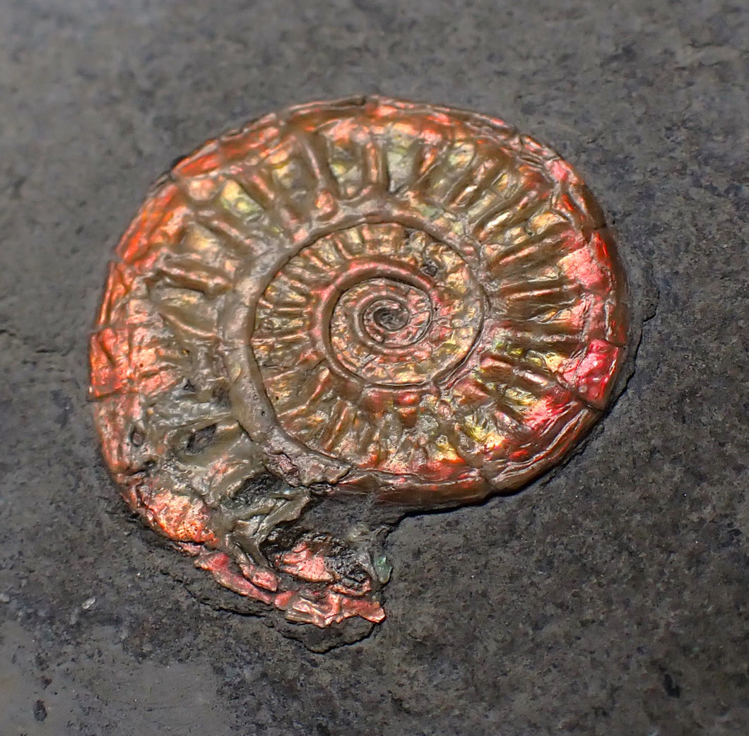 Juvenile red iridescent Caloceras display ammonite fossil 18mm