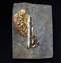 Load image into Gallery viewer, Multi-coloured iridescent partial Caloceras display ammonite fossil 57 mm
