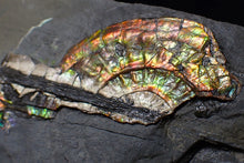 Load image into Gallery viewer, Multi-coloured iridescent partial Caloceras display ammonite fossil 57 mm
