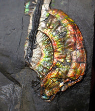 Load image into Gallery viewer, Multi-coloured iridescent partial Caloceras display ammonite fossil 57 mm
