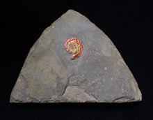 Load image into Gallery viewer, Juvenile iridescent red Psiloceras ammonite fossil (17mm)
