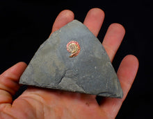 Load image into Gallery viewer, Juvenile iridescent red Psiloceras ammonite fossil (17mm)
